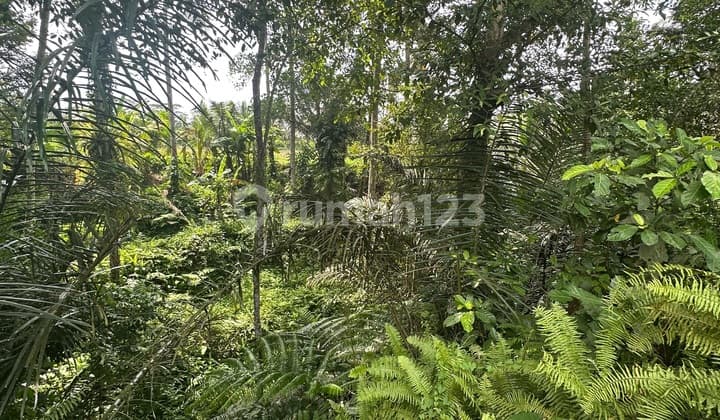Land View Forest Valley Rice Fields Cool River