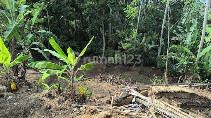 TANAH VIEW SAWAH HUTAN DAN SUNGAI KEREN DI UBUD