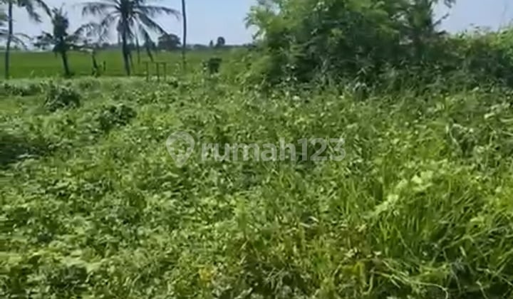 Scenic Rice Field River View Stunning Sunset Perfect Villa Rentals