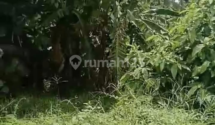 Tanah Sewa View Bagus Siap Bangun Harga Murah