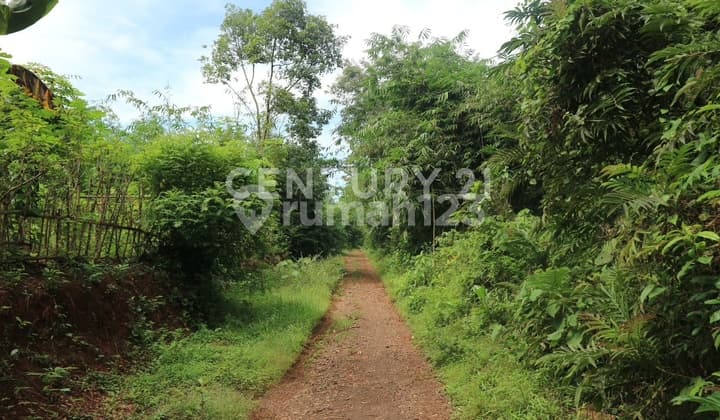 TANAH KAWASAN PERHUTANI DAN PERKEBUNAN COCOK UNTUK PERUMAHAN