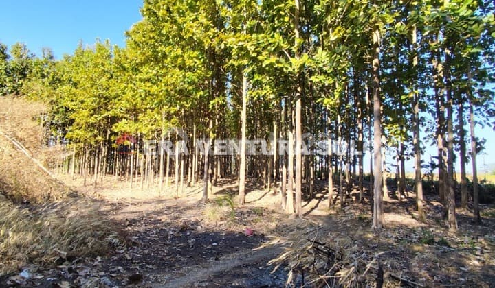 Kebon Jati Strategis Giriwoyo Wonogiri