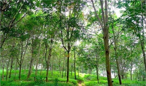 Perkebunan Subur di Sukabumi Dijual