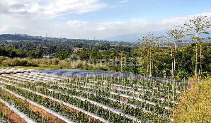 Tanah 6,4Ha Cocok Utk Perumahan, Agro Wisata di Cicurug Sukabumi