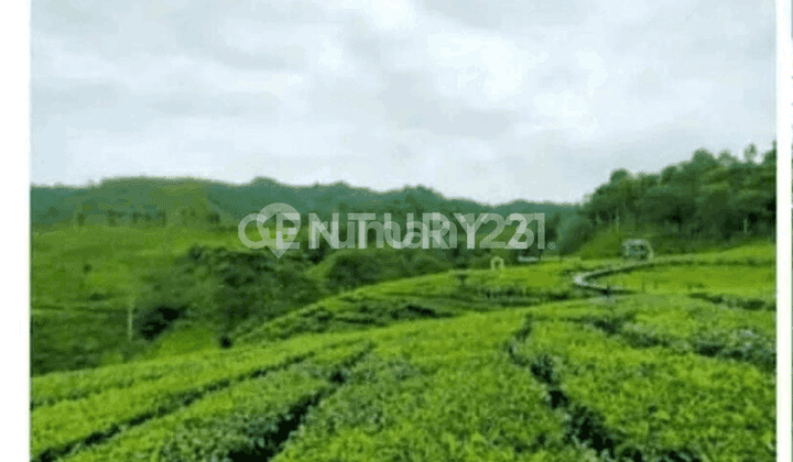 Lahan Perbatasan Kp Bandung Bagian Selatan dengan Rancabali