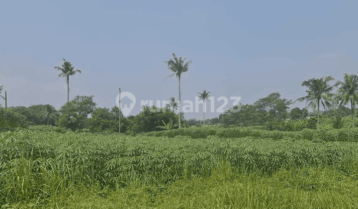 Turun Harga Tanah Subur untuk Perumahan Ds Mekar Sari Ranca Bungur Bogor