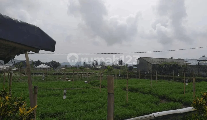 Tanah Sawah Jl Desa Cibadak Munyul Kab Bogor