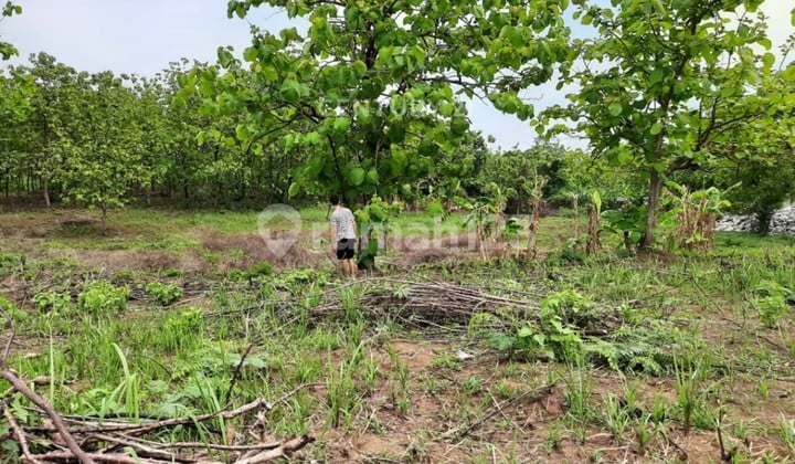 Land for Sale by Mrs. Ds Cikedung, Sub-district Cikamurang, Indramayu Regency.