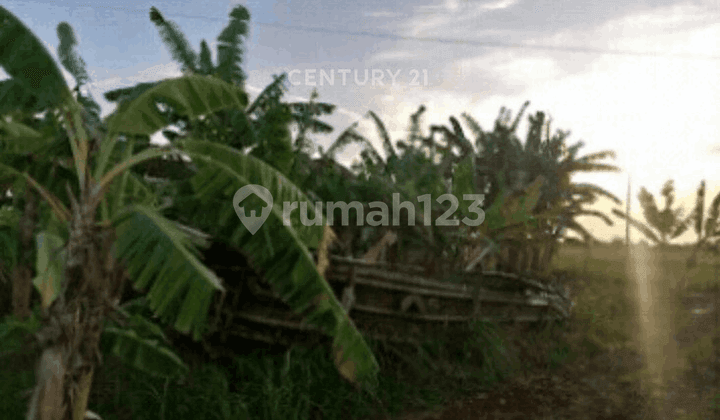 Kavling Zona Pengembangan Pemukiman Muara Gembong Bekasi