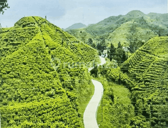 Kavling Perkebunan Teh Karet Cengkeh Ds Mekarjaya Sukabumi