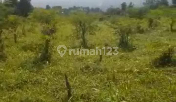 Tanah Desa Tajur Halang Kec Cijeruk Kab Bogor