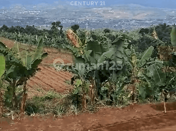 Kavling Luas View Gunung di Desa Tugu Jaya Cigombong Kab Bogor