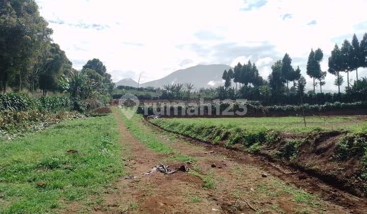 Tanah Perkebunan Murah Lokasi dekat Toll Bocimi Kecamatan Sukaraja Sukabumi