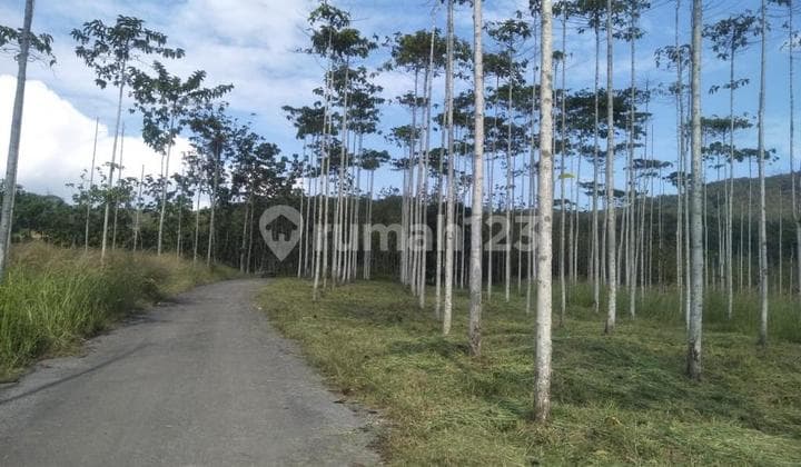 Tanah Kebun Jati Murah Lokasi Bantargadung Sukabumi