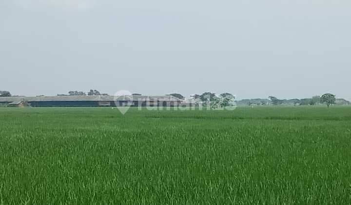 Tanah Strategis Murah di Desa Pebayuran Kabupaten Bekasi