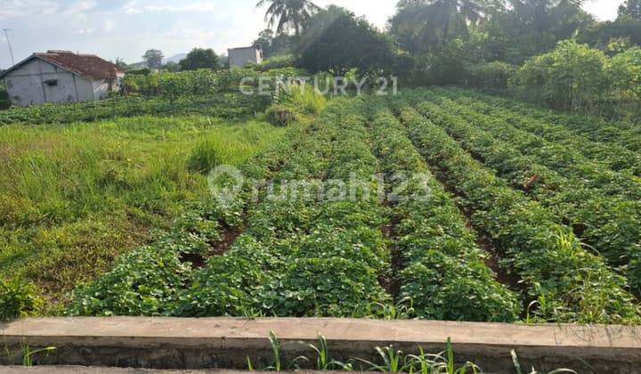 Kavling Dekat Kampus Cocok Untuk Usaha Kos Di Cikarawang Bogor