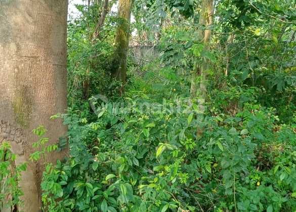 Tanah Kavling Pci Strategis Dilalui Bis Karyawan