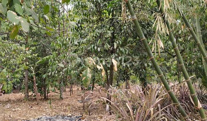 Land Behind Unsera Campus, Affordable Price