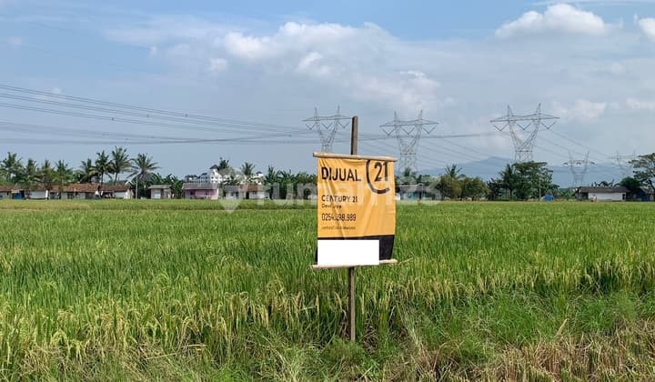 Tanah Sawah Cocok Untuk Perumahan Serdang