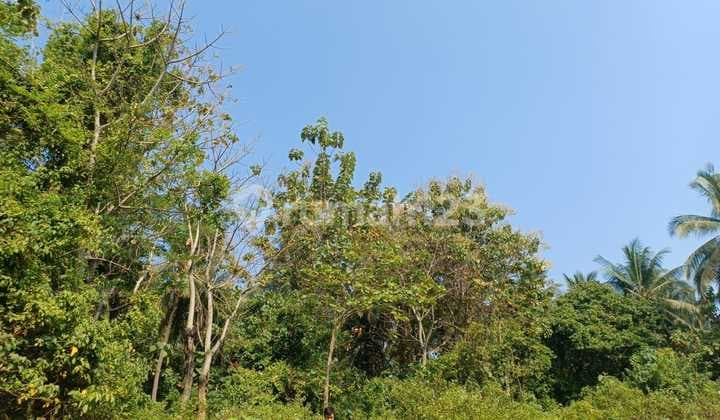 Cheap Land in Kp Kepuh Ciwandan Industrial Zone