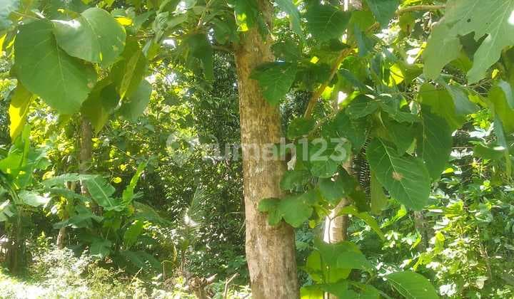 Land in Kp Manjangan Bunihara, Affordable Price