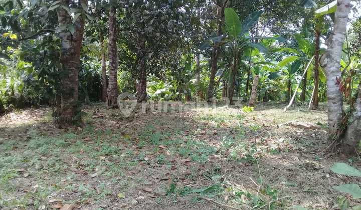 Tanah Kebon Harga Miring Mekarsari Cinangka