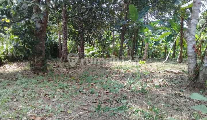 Cheap Priced Farmland Mekarsari Cinangka