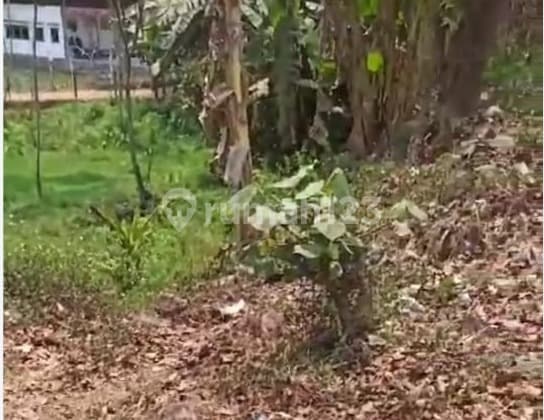 Tanah Jalan Provinsi Batang Jawa Tengah Nego