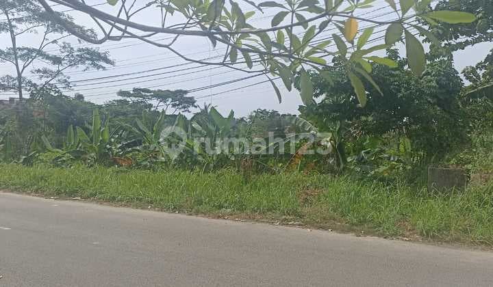 Tanah Jalan Ciomas 1 KM dari Kampus Unirta