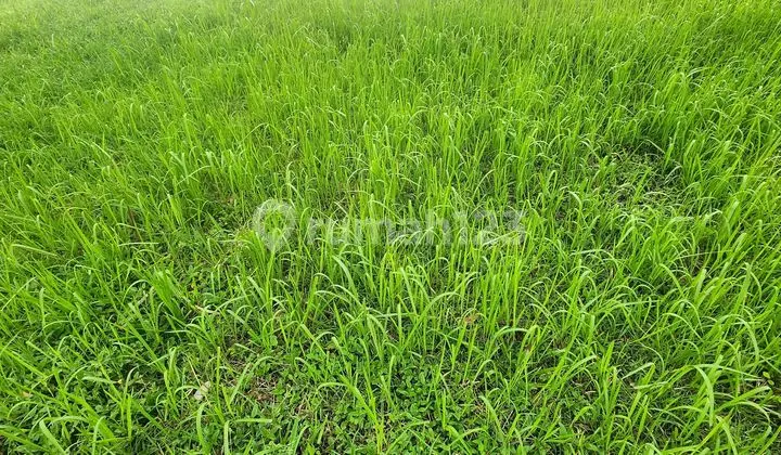 Barang Langka !!! Jual Kavling Kotak 8x20 Suvarna Sutera