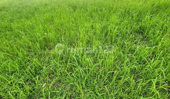 Barang Langka !!! Jual Kavling Kotak 8x20 Suvarna Sutera