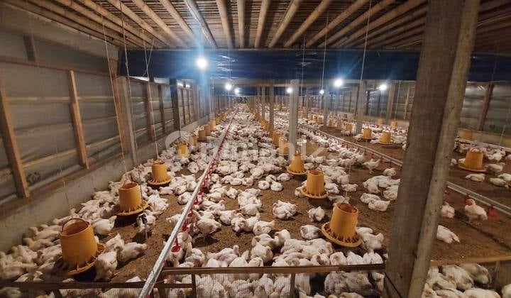 Ruang-usaha Ternak Ayam Aktif Beserta Tanah Dan Bangunannya