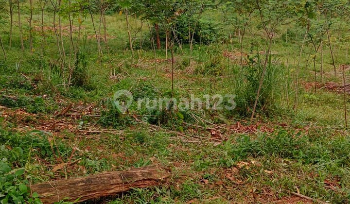 Tanah di Jual Murah Lokasi Rumpin.bogor Jawa Barat