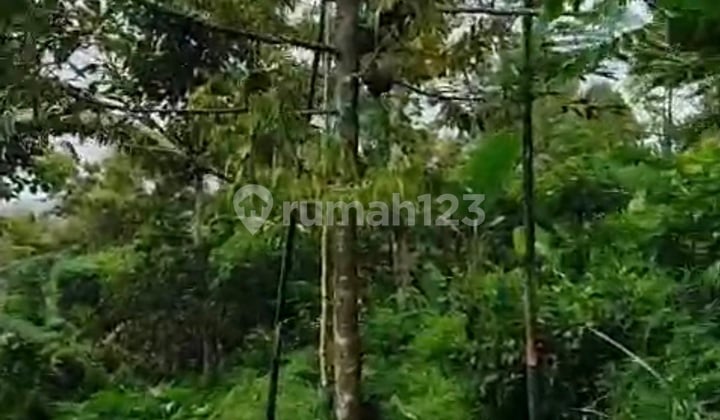 Tanah Kebun Durian Wonosalam Jombang Termurah