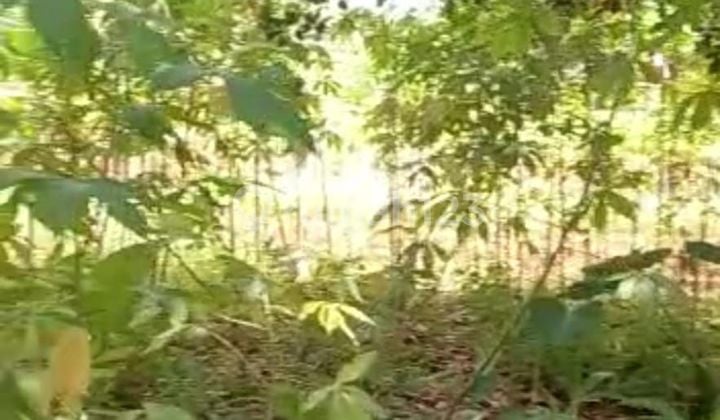 Tanah Kavling dekat Golf Cinere Tanah Kavling dekat Golf Cinere