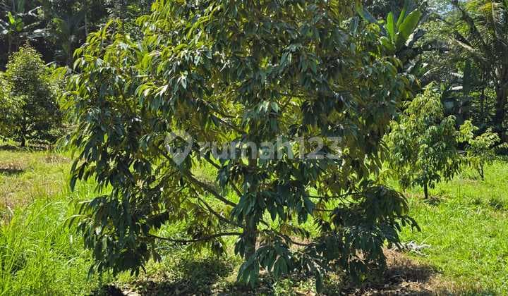 Kebun Duren Sumber Manjing Weransutiarjo Malang