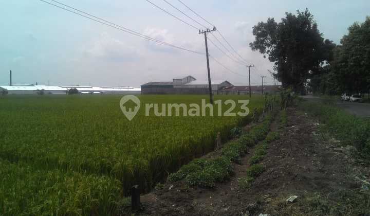 Tanah Sawah Dijual di Lamongan Tepi Jln Dr Babat Ke Jombang
