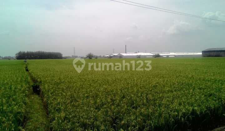 Tanah di Desa Dradah Blumbang, Kec. Kedung Pring, Lamongan