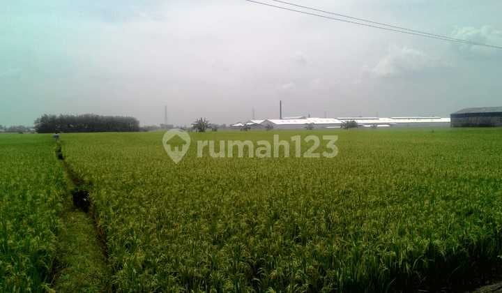 Tanah di Desa Dradah Blumbang, Kec. Kedung Pring, Lamongan