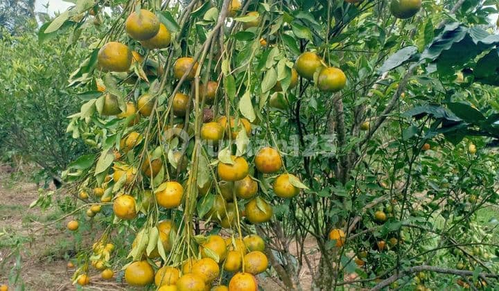 Tanah Jual Lokasi Pelaga