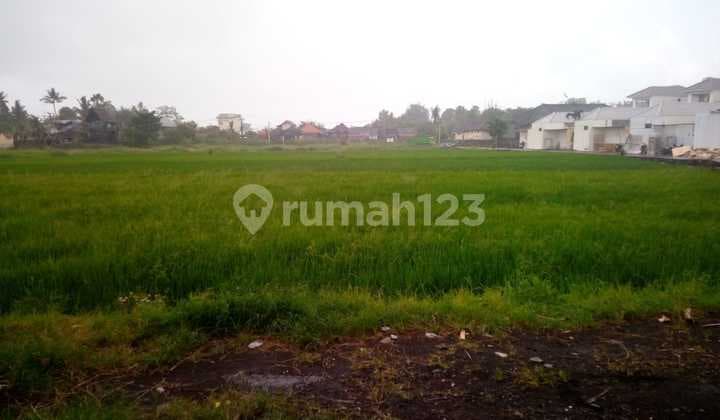 Tanah Jual Lokasi Kedungu
