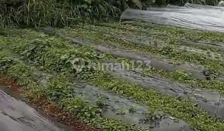 Tanah Jual Lokasi Candikuning