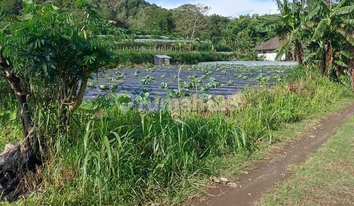 Tanah Jual Lokasi Pancasari