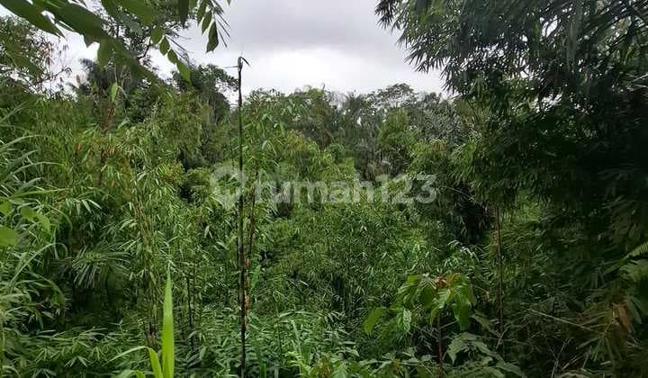 Tanah Jual Lokasi Taro