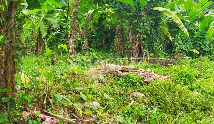 Tanah Murah Di Kemang Area Lokasi Strategis Bebas Banjir