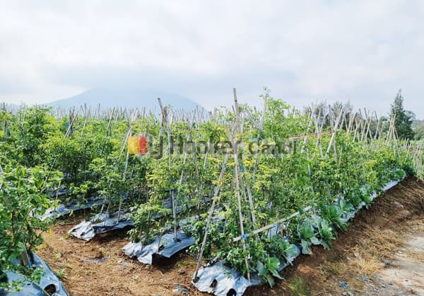 Kavling di Ngablak Kopeng Magelang
