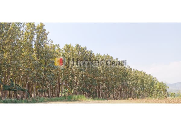 Kavling di Ds Sedangagung Giriwoyo Wonogiri Jawa Tengah