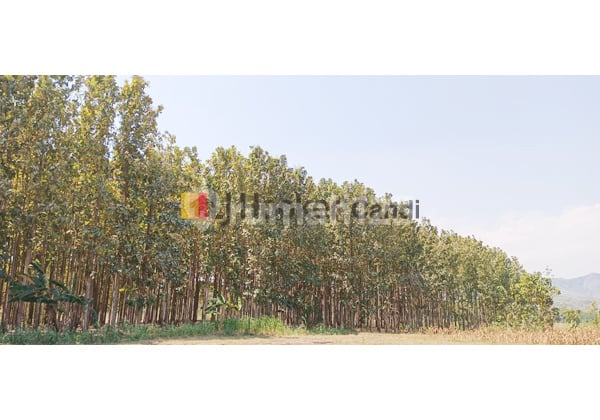 Plot in Sedangagung Village, Giriwoyo, Wonogiri, Central Java.