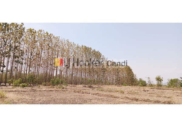 Kavling di Ds Tawangharjo Giriwoyo Wonogiri Jawa Tengah