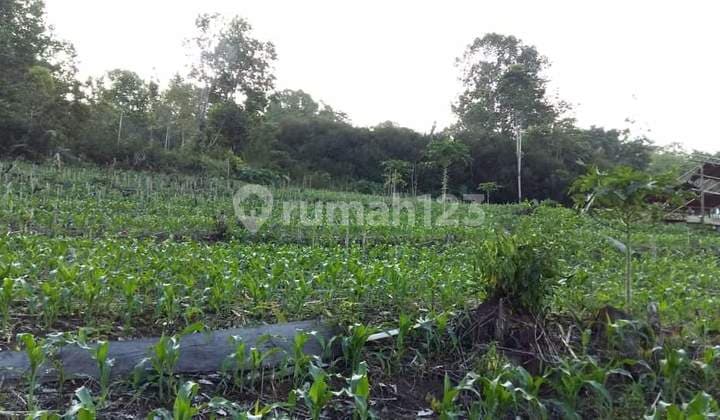 Dijual Cepat Tanah Cantik dan Menarik Daerah Romboken, Harga Sangat Murah